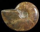 Polished Red Iridescent Ammonite - Wide #66653-1